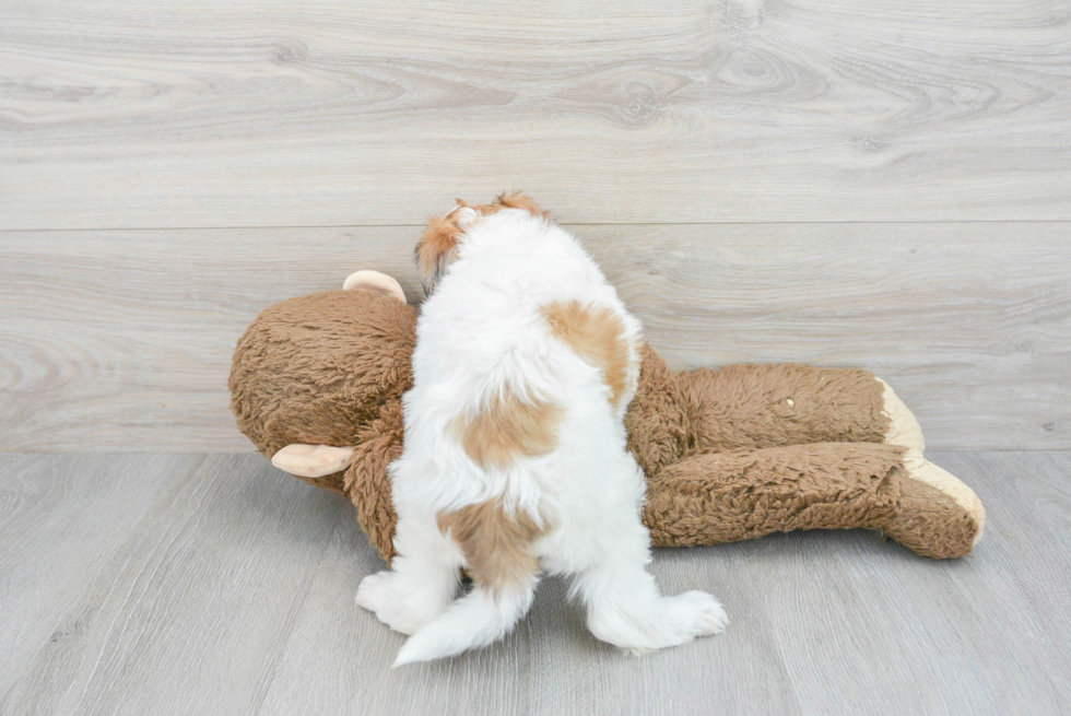 Cute Mini Labradoodle Baby