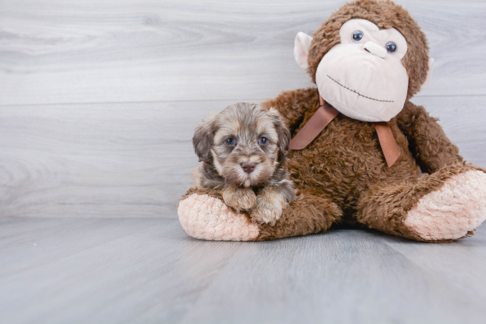 Mini Labradoodle Puppy for Adoption