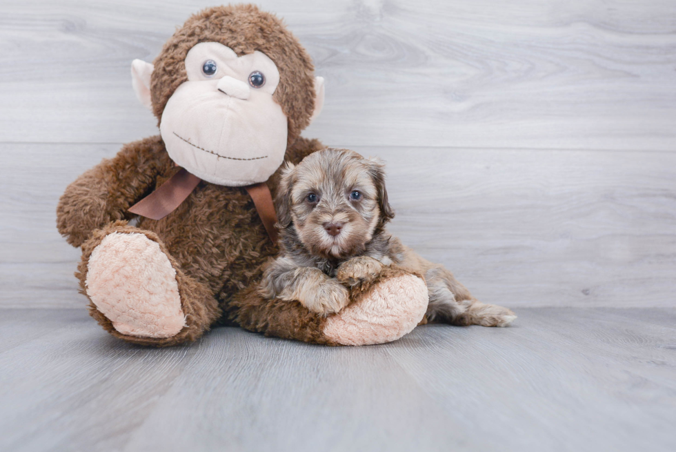 Popular Mini Labradoodle Poodle Mix Pup