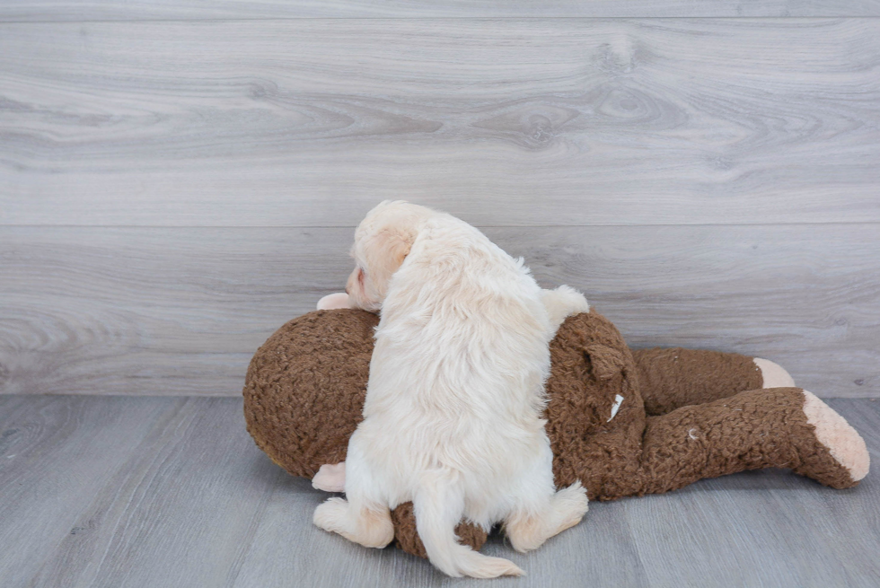 Mini Labradoodle Pup Being Cute