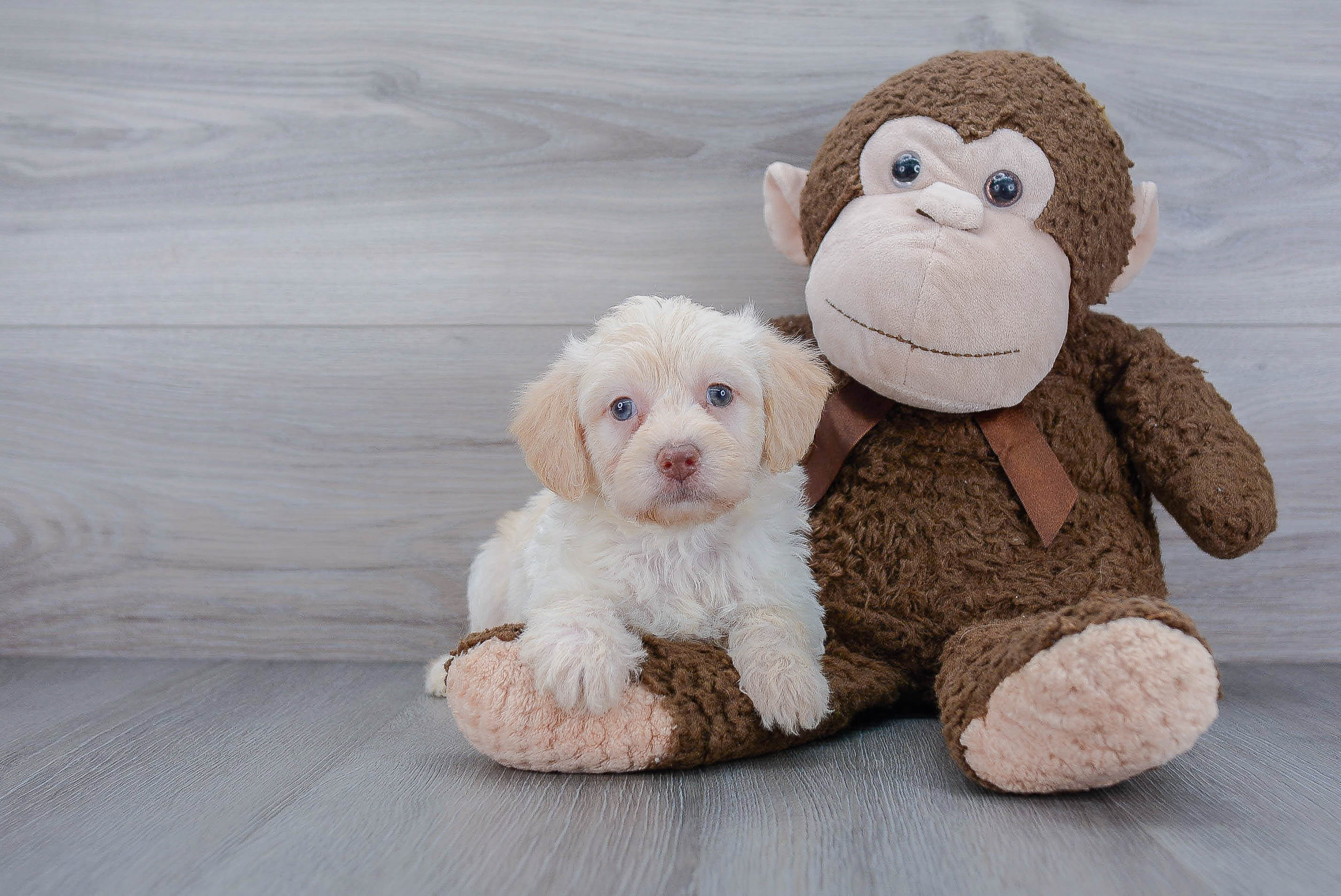 Energetic Labrador Poodle Mix Puppy