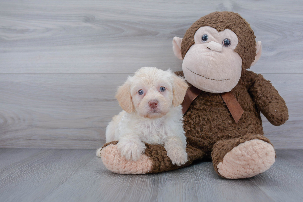 Energetic Labrador Poodle Mix Puppy