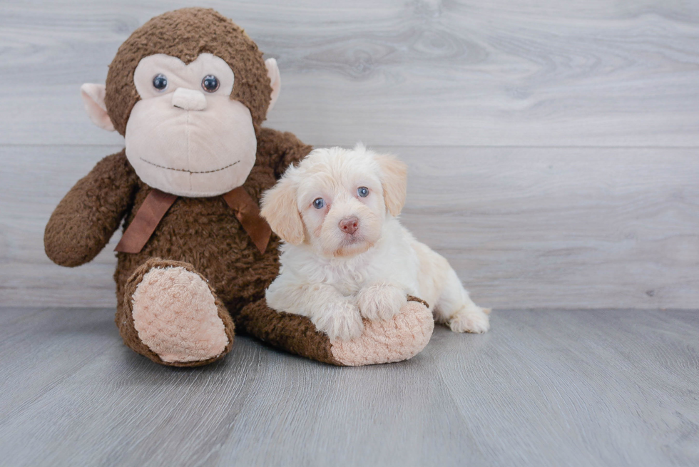 Mini Labradoodle Puppy for Adoption