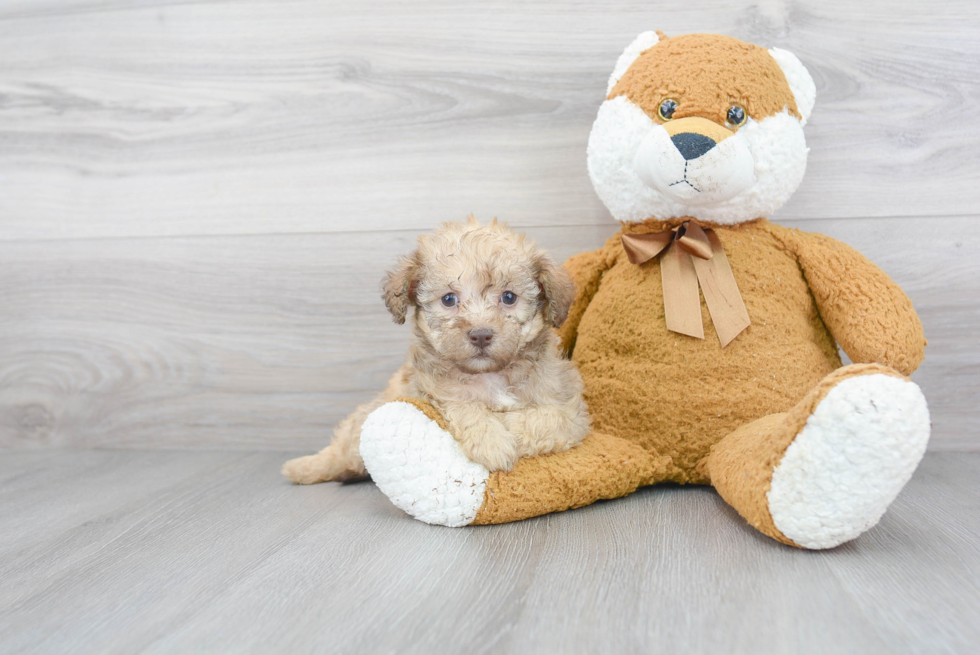 Best Mini Labradoodle Baby