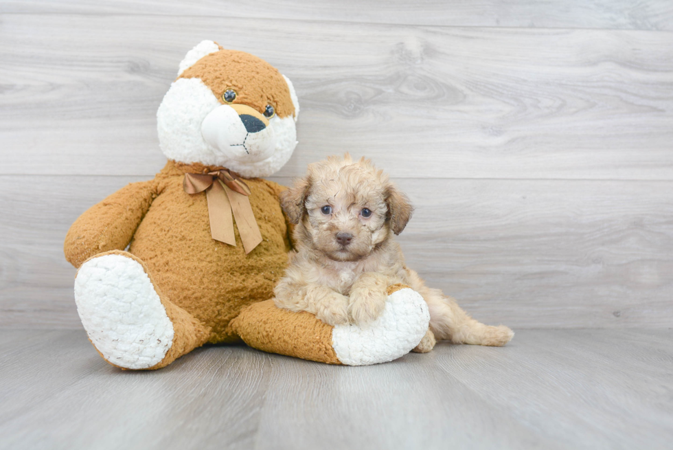 Mini Labradoodle Pup Being Cute