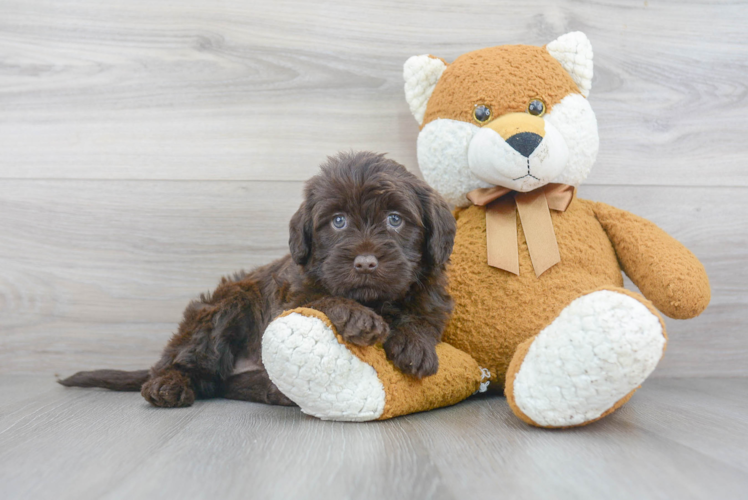 Sweet Mini Labradoodle Baby