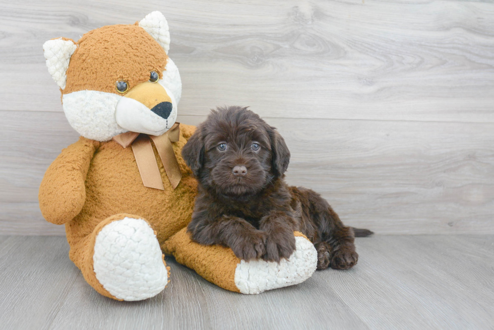 Fluffy Mini Labradoodle Poodle Mix Pup