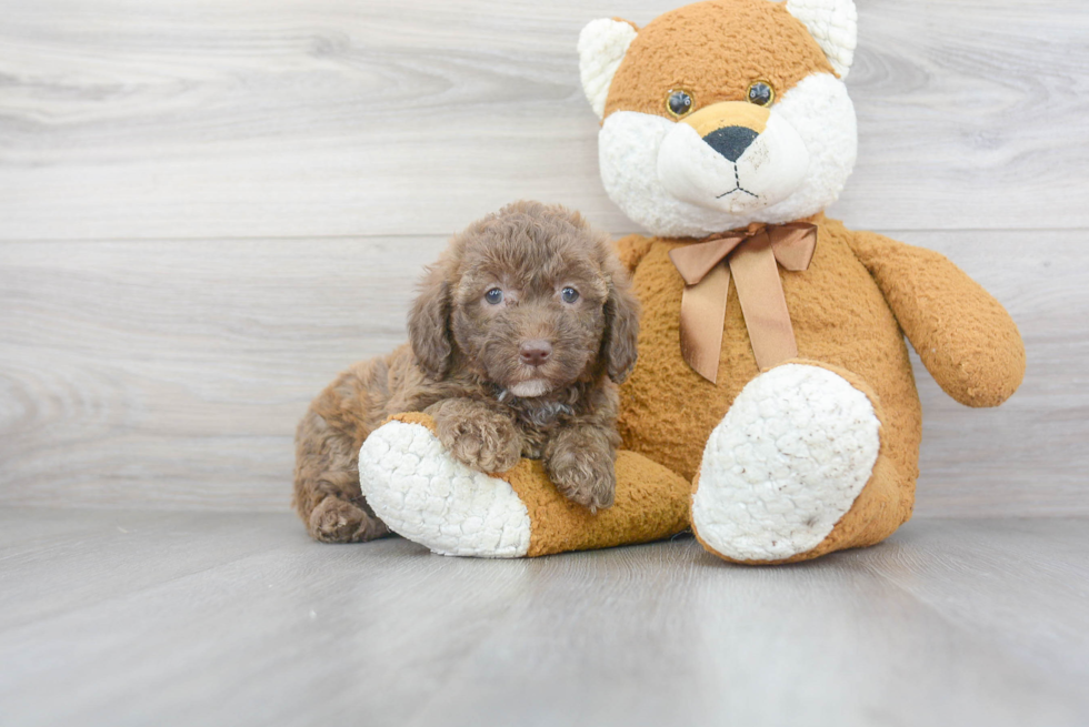 Sweet Mini Labradoodle Baby