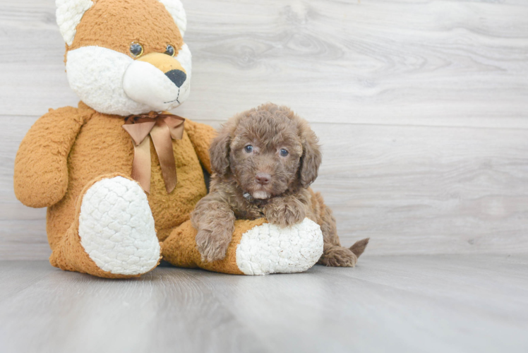 Playful Labrador Poodle Mix Puppy