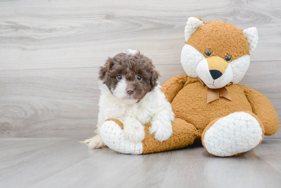 Best Mini Labradoodle Baby