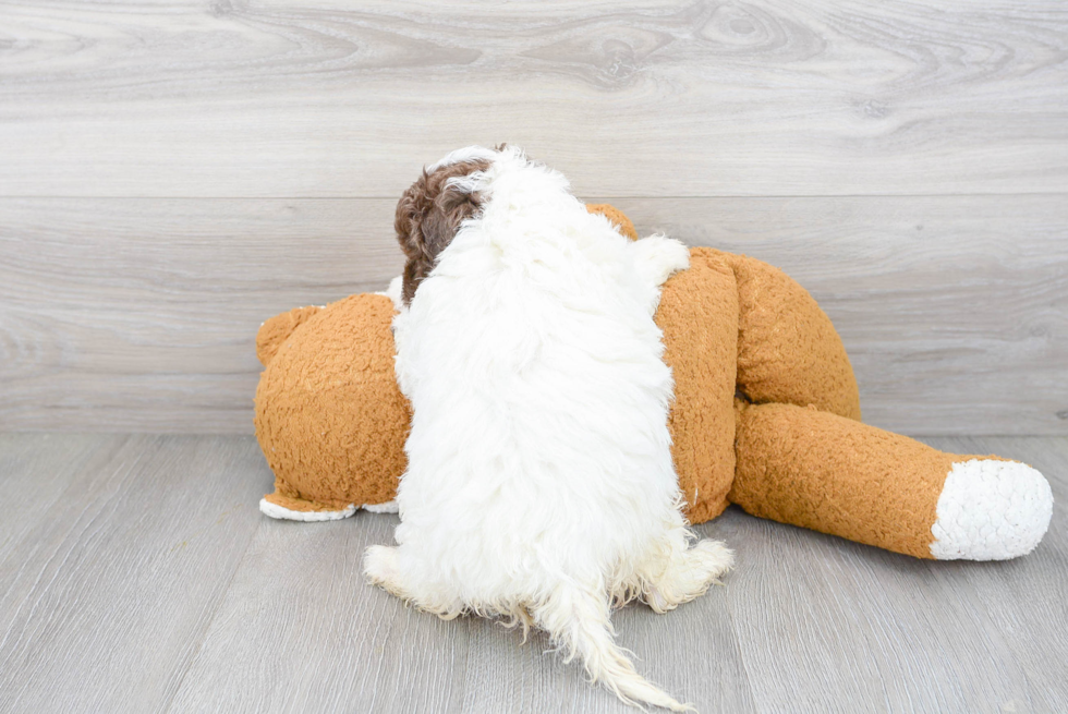 Smart Mini Labradoodle Poodle Mix Pup