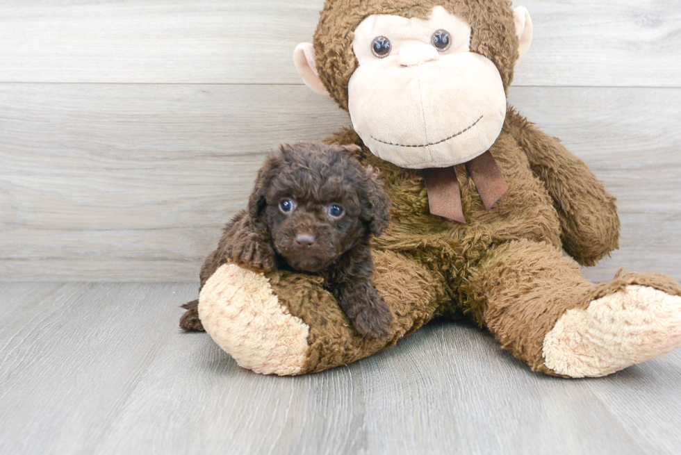 Best Mini Labradoodle Baby