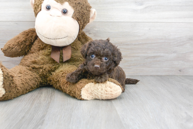 Mini Labradoodle Puppy for Adoption