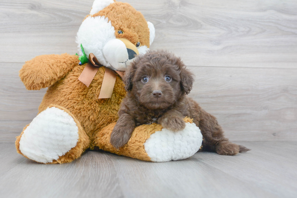 Cute Mini Labradoodle Baby