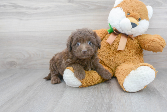 Mini Labradoodle Puppy for Adoption