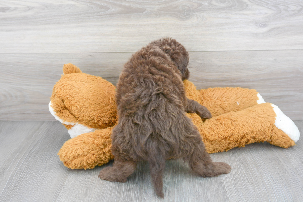 Hypoallergenic Labrador Poodle Mix Puppy