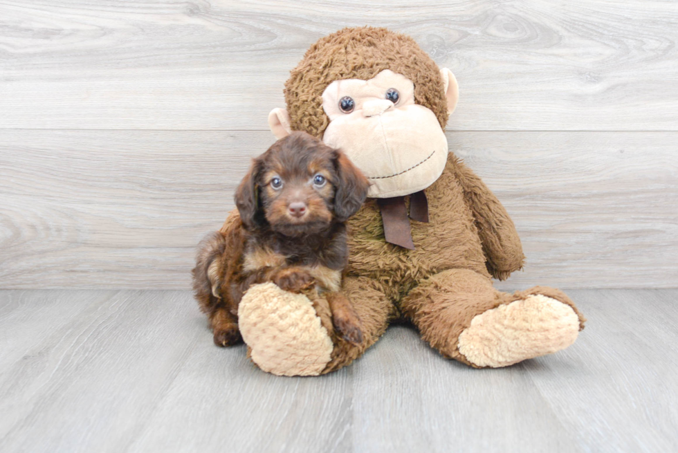 Energetic Labrador Poodle Mix Puppy