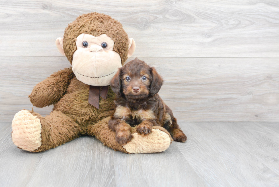 Funny Mini Labradoodle Poodle Mix Pup