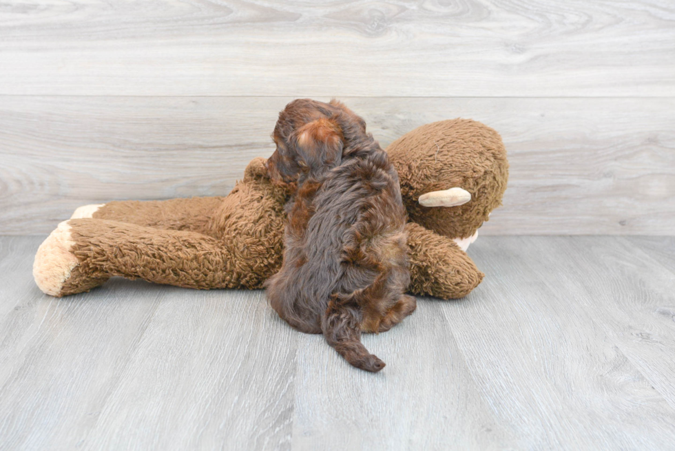 Mini Labradoodle Puppy for Adoption