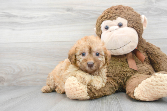 Best Mini Labradoodle Baby