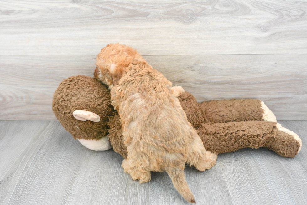 Cute Mini Labradoodle Baby