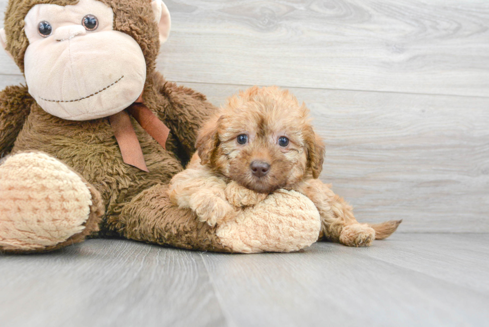 Mini Labradoodle Pup Being Cute