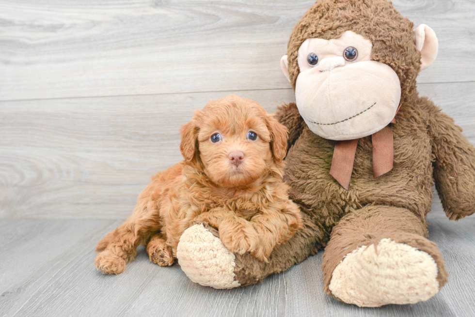 Mini Labradoodle Puppy for Adoption