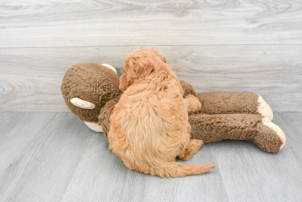 Hypoallergenic Labrador Poodle Mix Puppy