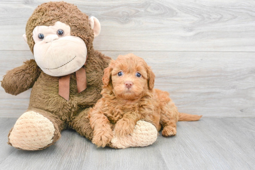 Cute Mini Labradoodle Baby