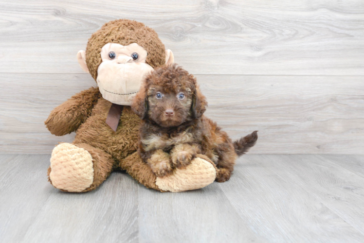 Mini Labradoodle Pup Being Cute