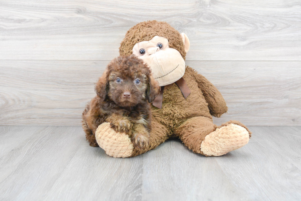 Adorable Labrador Poodle Mix Puppy