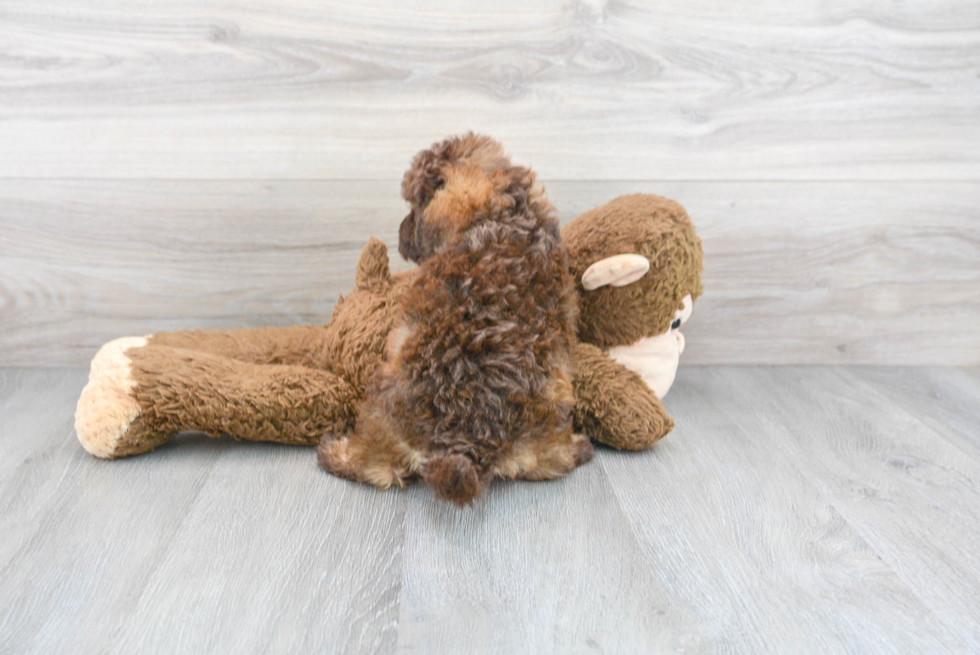 Petite Mini Labradoodle Poodle Mix Pup