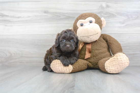 Energetic Labrador Poodle Mix Puppy