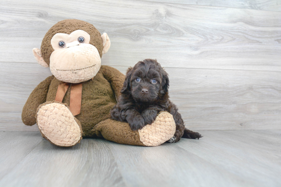 Funny Mini Labradoodle Poodle Mix Pup