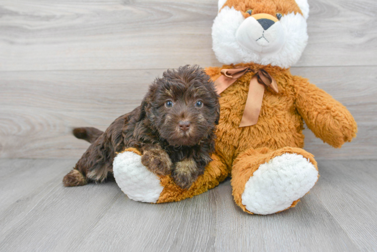 Best Mini Labradoodle Baby