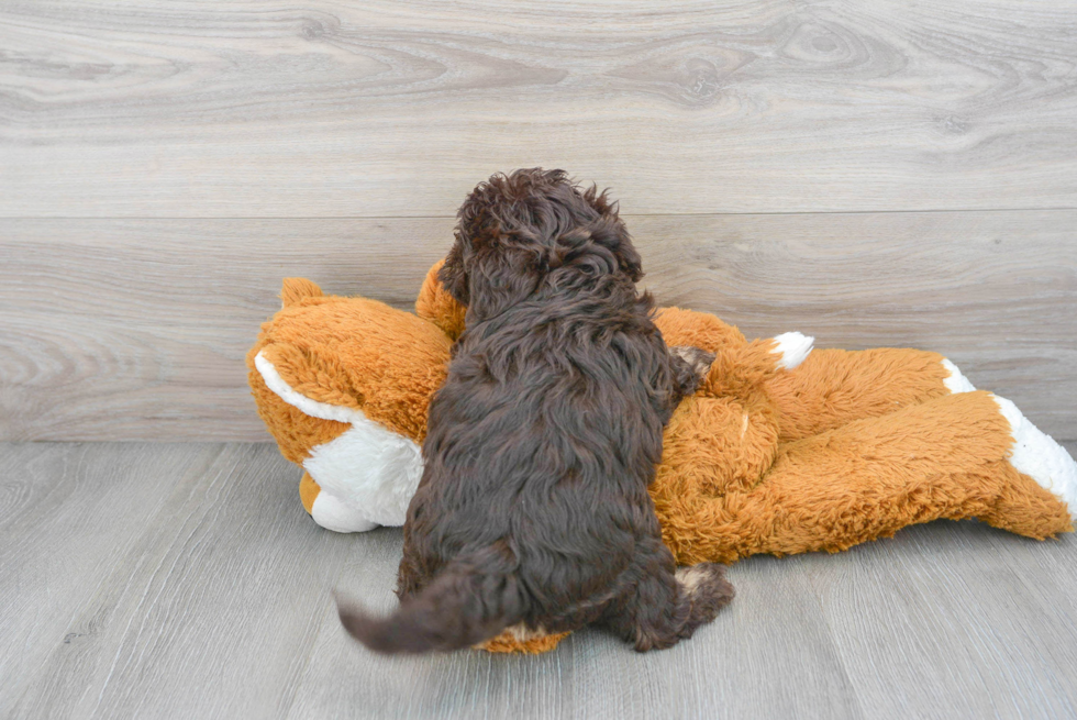 Smart Mini Labradoodle Poodle Mix Pup