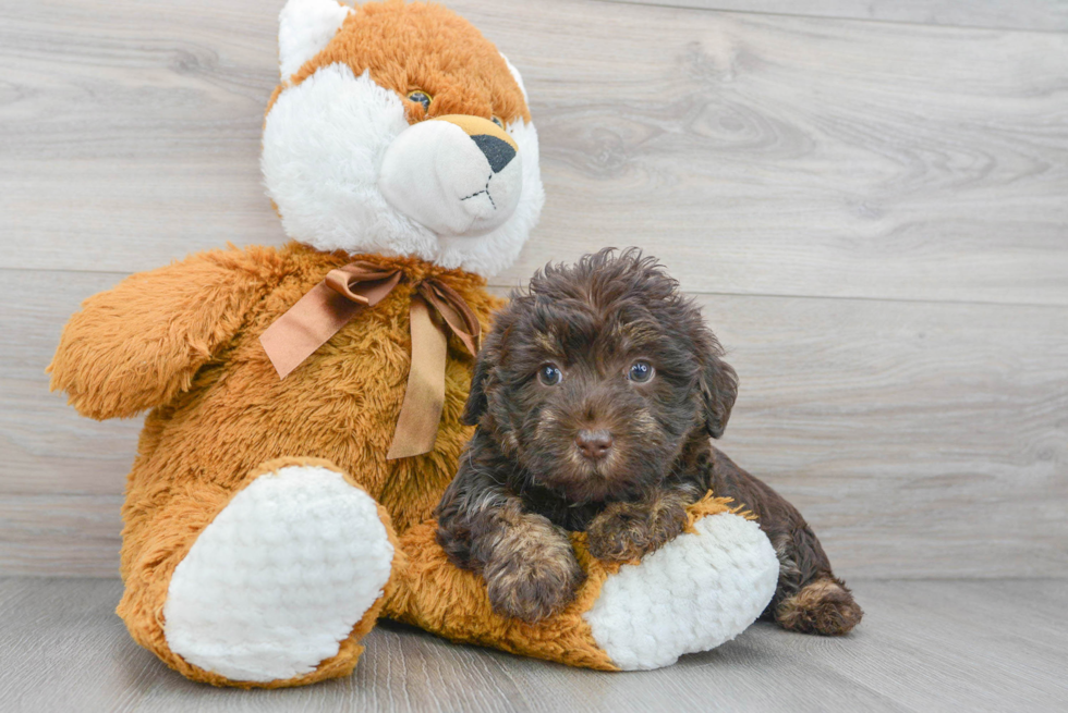 Energetic Labrador Poodle Mix Puppy