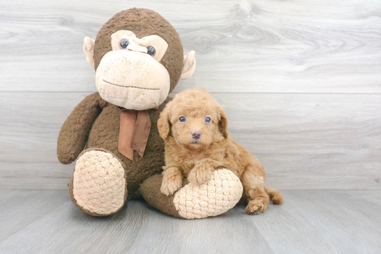 Mini Labradoodle Puppy for Adoption