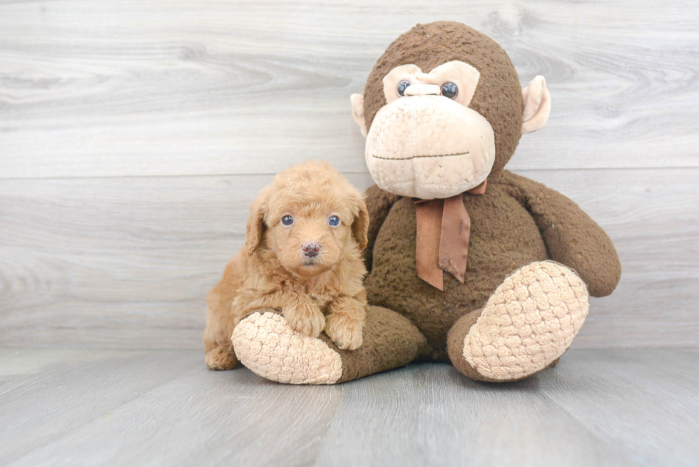 Happy Mini Labradoodle Baby