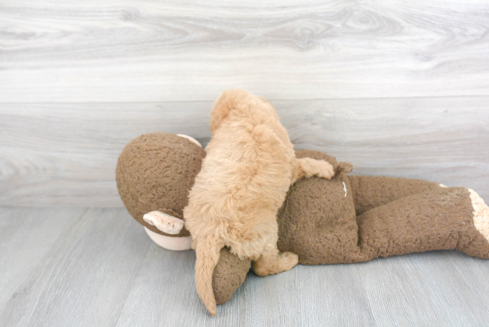 Best Mini Labradoodle Baby