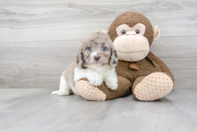 Sweet Mini Labradoodle Baby