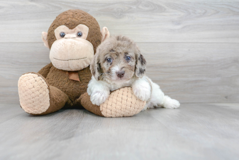 Mini Labradoodle Puppy for Adoption