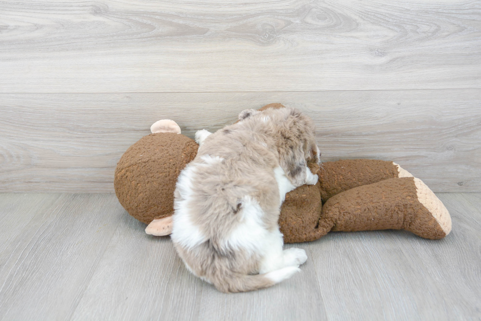 Popular Mini Labradoodle Poodle Mix Pup