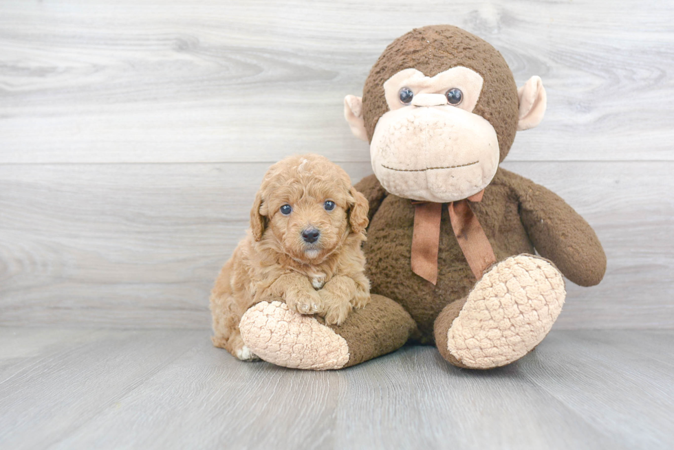 Mini Labradoodle Pup Being Cute