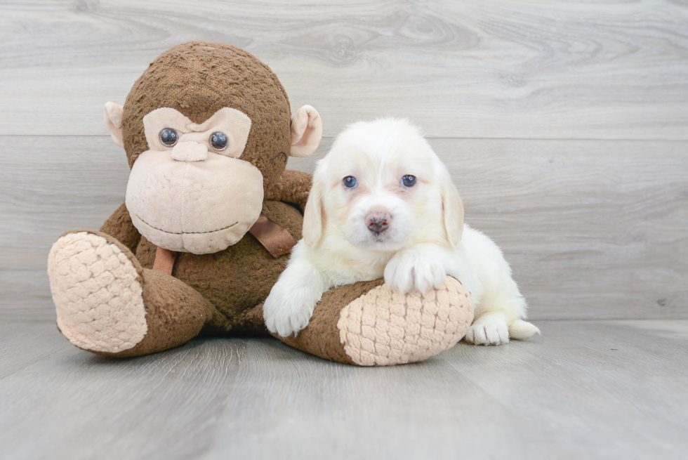 Smart Mini Labradoodle Poodle Mix Pup