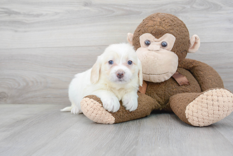 Best Mini Labradoodle Baby