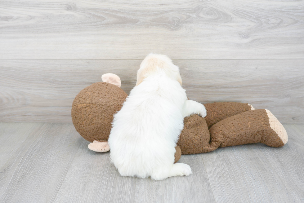 Adorable Labrador Poodle Mix Puppy