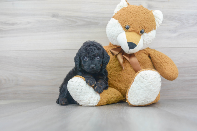 Smart Mini Labradoodle Poodle Mix Pup