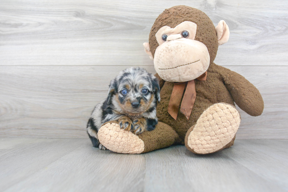 Cute Mini Labradoodle Baby