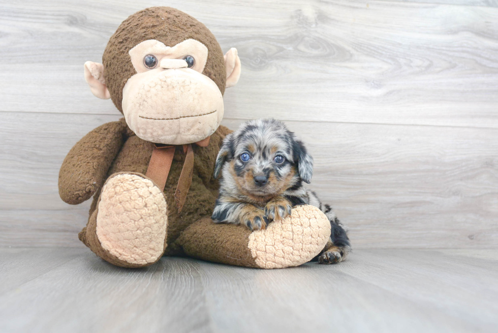 Funny Mini Labradoodle Poodle Mix Pup